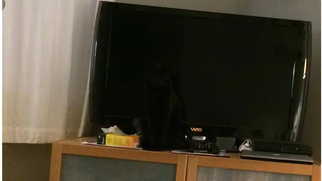 7 Foto Aksi Anjing dan Kucing Bersembunyi Ini Gemas Banget