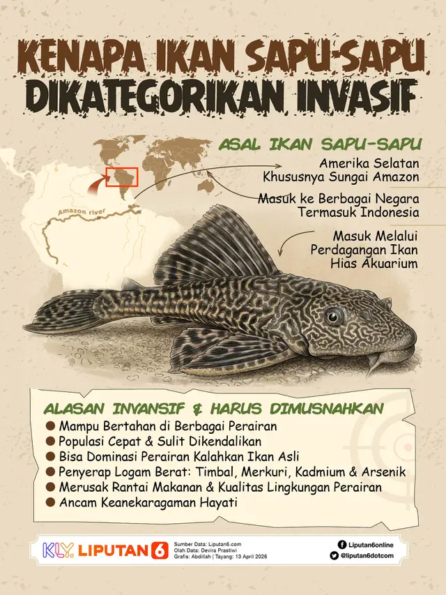Infografis Kenapa Ikan Sapu-Sapu Dikategorikan Invasif.