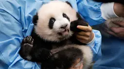 Anak panda raksasa yang baru lahir "Bao Mei" diperkenalkan kepada publik  di taman margasatwa Pairi Daiza, Brugelette, Belgia, Kamis (14/11/2019). Panda kembar "Bao Mei" dan saudara jantanya "Bao Di" lahir pada Agustus 2019. (AP/Olivier Matthys)