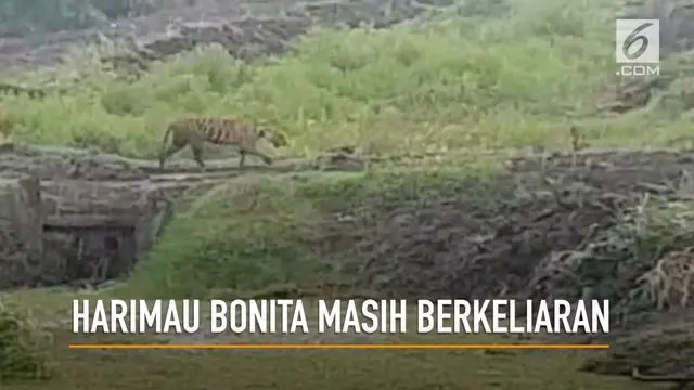 Seekor harimau yang memangsa warga di di Riau hingga kini masih berkeliaran dan membahayakan warga.