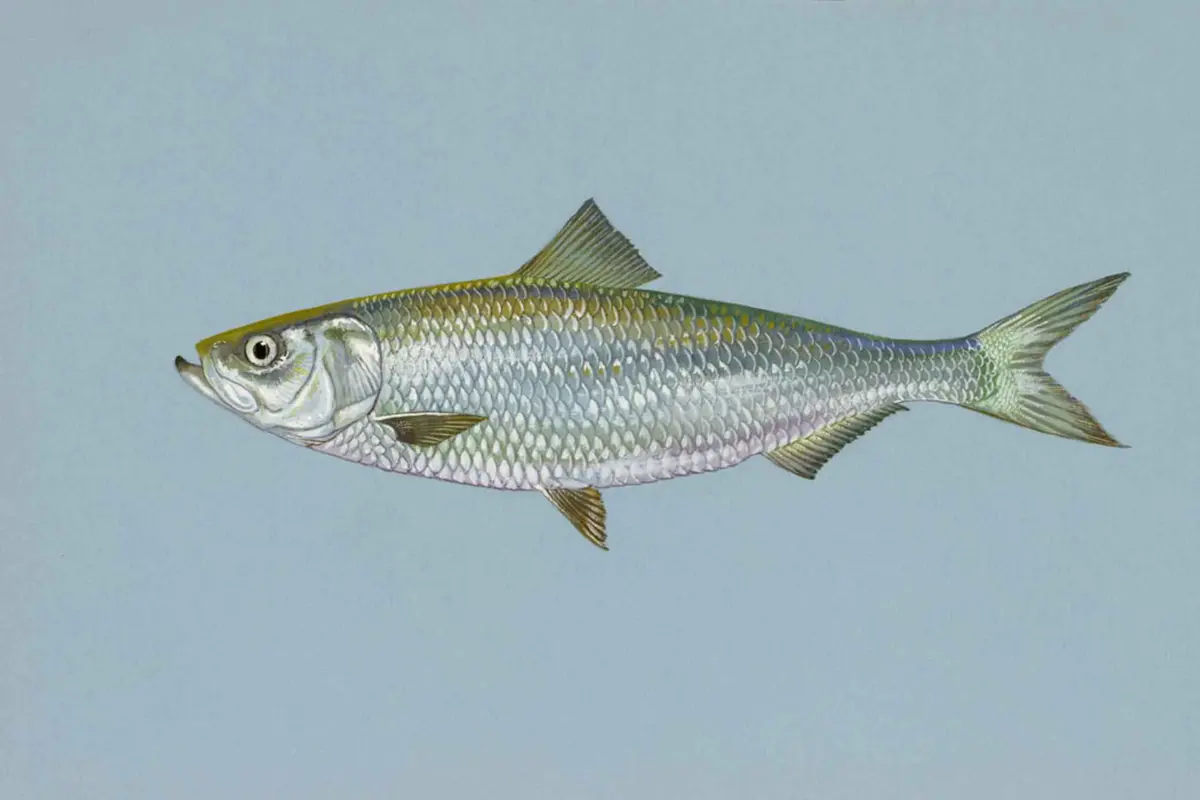 [Bintang] Ikan haring