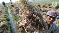 Petani menunjukkan bawang merah hasil panen di kawasan Leces Probolinggo, Jawa Timur, Minggu (29/8/2021). Harga bawang merah di tingkat petani turun drastis dari Rp 25 ribu per kg kini hanya Rp 15 ribu per kg. (merdeka.com/Arie Basuki)