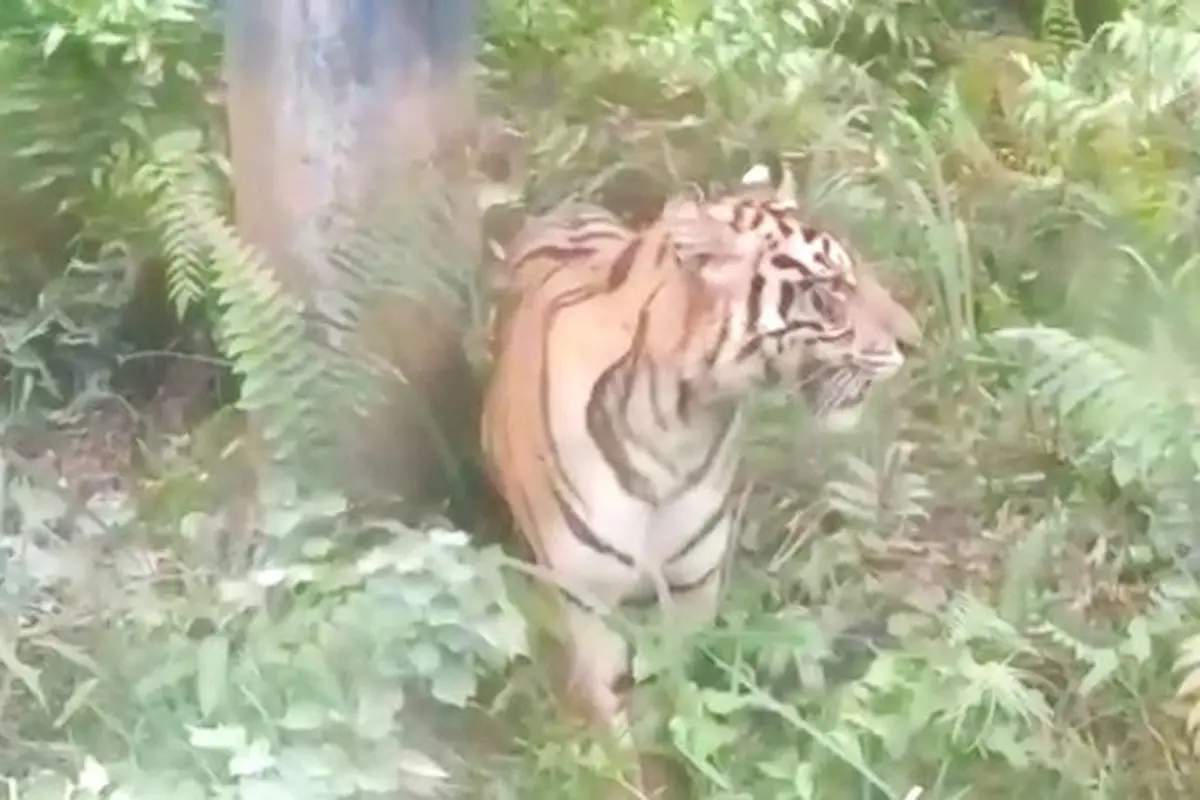 Harimau sumatra yang menampakkan diri di bawah pipa minyak Taman Nasional Zamrud, Siak.