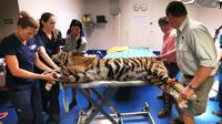 Harimau Bengal dari Taman Satwa Zambi di Sydney saat menjalani operasi penyembuhan matanya yang juling di Rumah Sakit Universitas Kedokteran Hewan di Camden, Sydney, Australia, Rabu (16/11). (AFP Photo/Toby Zerna)