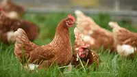 Cerita Haru Martin, Ayam Jantan yang Setia Tunggu Pemiliknya di Rumah Sakit