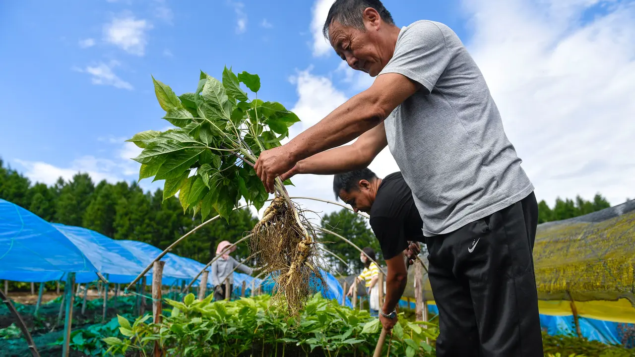10 Manfaat Daun Ginseng Bagi Kesehatan Tubuh, Atasi Peradangan dan Antikanker