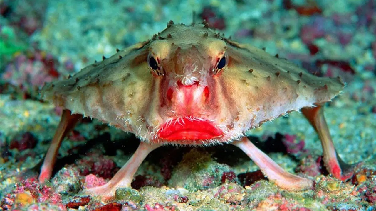 ikan kelelawar