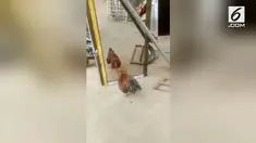 Seekor ayam menunjukkan reaksi yang mengejutkan saat melihat bayangannya di cermin. Ia berkelahi dengan bayangan yang ada di cermin.