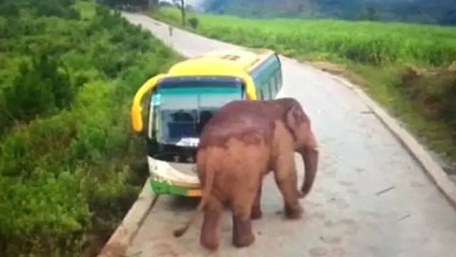 Bikin Panik, Gajah Liar Serang Bus yang Lagi Parkir