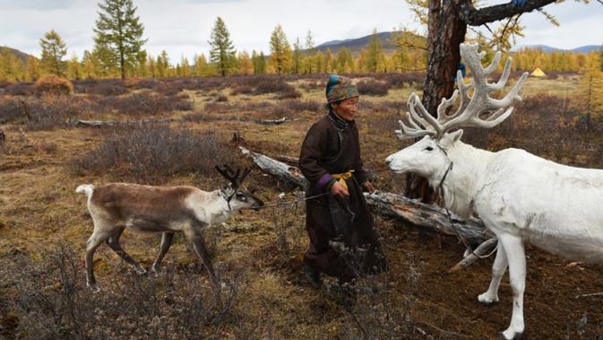 Suku Dukha: Penggembala Rusa Kutub yang Tersisa di Muka Bumi (AFP)