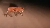 Harimau sumatra yang pernah terekam kamera ponsel warga. (Liputan6.com/M Syukur)