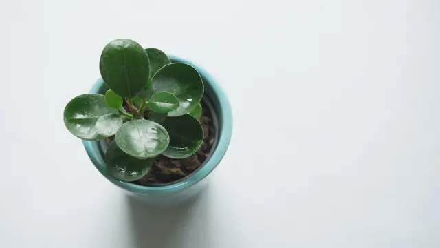 Tanaman Terkena Hama dan Penyakit