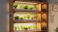 10 Tanaman Hias Hidroponik yang Cocok untuk Ruangan Kecil, Solusi Estetik tanpa Memakan Banyak Ruang