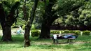 Seorang pria berbaring di bangku di sebuah taman di Tokyo (11/6/2020). Cuaca panas terus berlanjut di wilayah metropolitan karena suhunya diperkirakan akan naik menjadi 31 derajat Celsius (87,8 derajat Fahrenheit), menurut biro meteorologi Jepang. (AP Photo/Eugene Hoshiko)
