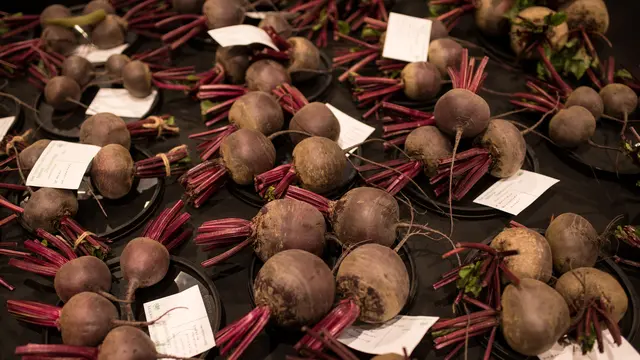 Sayur-Sayuraan Raksasa di Harrogate Autumn Flower Show