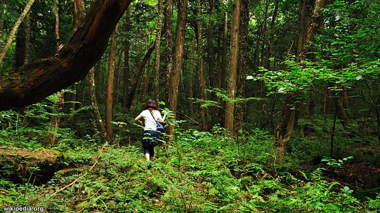 hutan-seram130122b.jpg