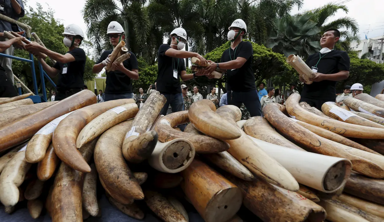 Petugas memegang gading gajah sitaan di Departemen Taman Nasional, Margasatwa dan Konservasi Tanaman, Bangkok, Thailand, Rabu (26/8/2015). Sekitar dua gading gajah dihancurkan dengan cara dibakar . (REUTERS/Chaiwat Subprasom)