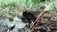 Anak Beruang terjerat di Kebun Sawit (Liputan6.com/M. Syukur)