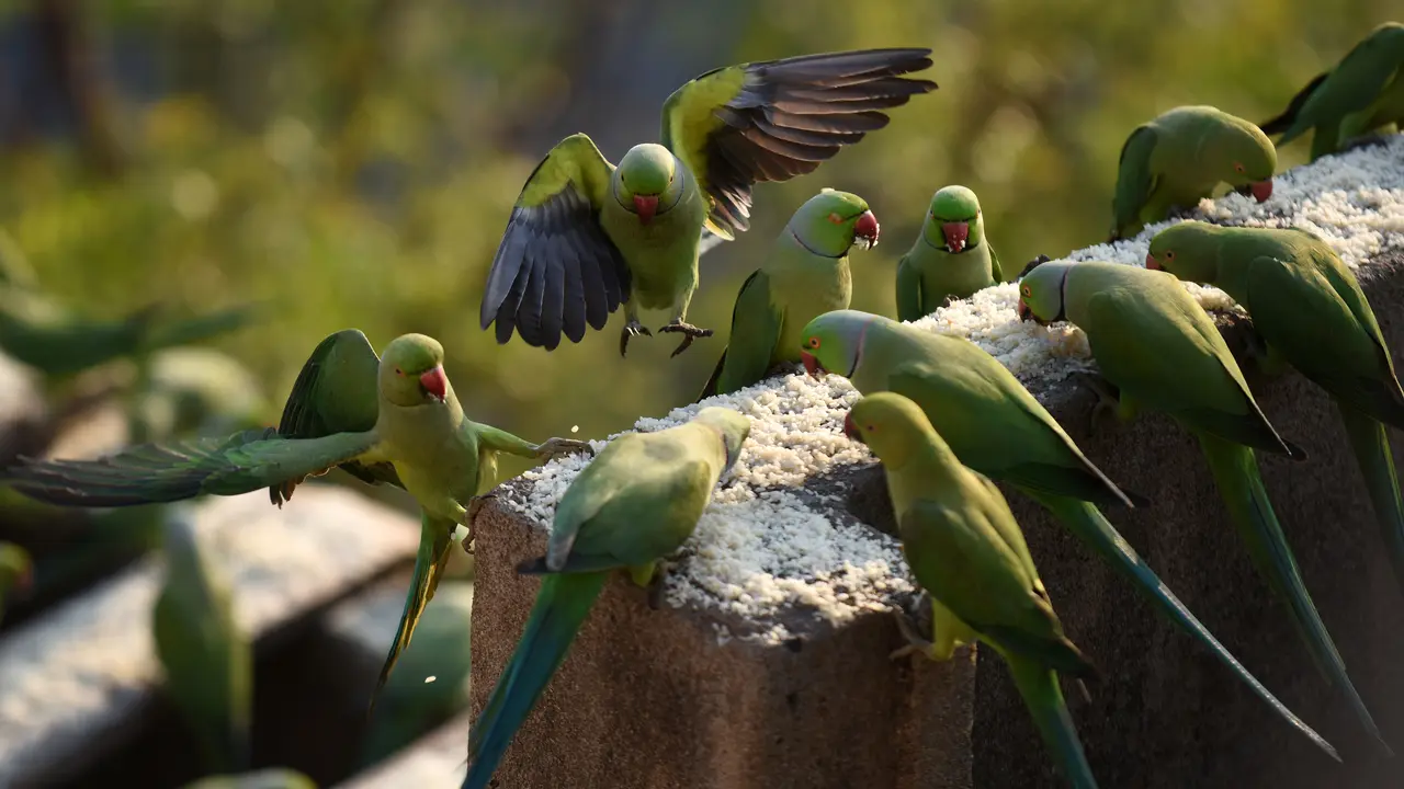 20170317- Pria India Ini Pelihara 8000 Burung Parkit-AFP