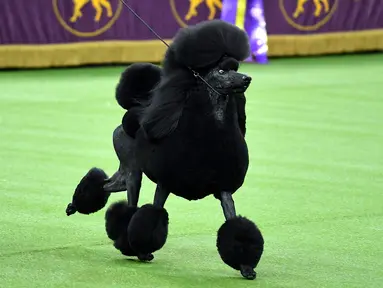 Siba, pudel standar bersaing untuk memenangkan Best in Show di Westminster Kennel Club Dog Show ke-144 di New York, Amerika Serikat, Selasa (11/2/2020). Westminster Kennel Club Dog Show ke-144 berlangsung pada tanggal 8 hingga 11 Februari 2020. (Johannes EISELE/AFP)