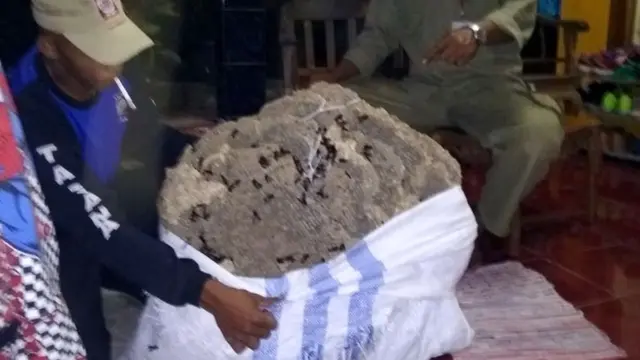 Evakuasi sarang tawon baluh berukuran satu meter oleh Tagana Banyumas dan dari rumah warga Wangon. (Foto: Liputan6.com/Tagana Banyumas/Muhamad Ridlo)