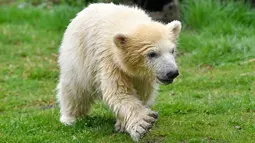 Bayi beruang kutub menjelajahi kandang saat melakukan langkah pertamanya di kebun binatang di Gelsenkirchen, Jerman, 13 April 2018.  Bayi beruang yang lahir pada Desember lalu itu tinggal bersama sang induk yang bernama Lara. (AP Photo/Martin Meissner)