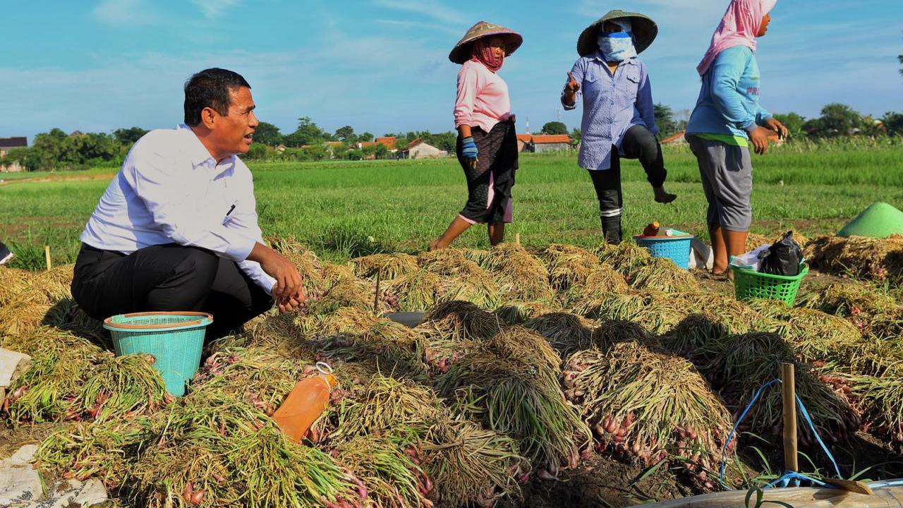 Mentan: Petani Brebes Masih Menikmati Keuntungan Harga Bawang Merah