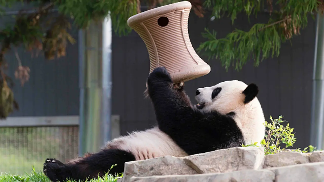 Detik-Detik Panda Bongsor Melahirkan