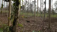 Seekor anjing berada di kebun di Desa Besakih, Karangasem, Bali, Jumat (8/12). Erupsi Gunung Agung yang memuntahkan abu vulkanik menyebabkan kawasan Besakih yang sebelumnya hijau menjadi gersang. (Liputan6.com/Immanuel Antonius)