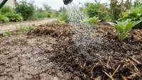 5 Cara Agar Tanah Kering Dapat Menyerap Air Hujan, Efektif Cegah Genangan dan Banjir