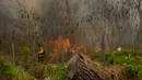 Luas area yang terbakar mencapai 3,8 juta hektare, mencakup kawasan hutan dan padang rumput. (AP Photo/Juan Karita)