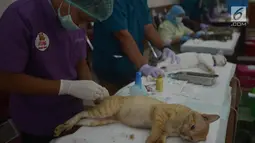 Seekor kucing dikebiri oleh petugas DKPKP pemprov DKI Jakarta di Kecamatan Duren Sawit, Jakarta, Rabu (28/3). Program kastrasi atau pengebirian ini dilakukan untuk memutuskan perkembangbiakan hewan peliharaan tersebut. (Merdeka.com/Imam Buhori)