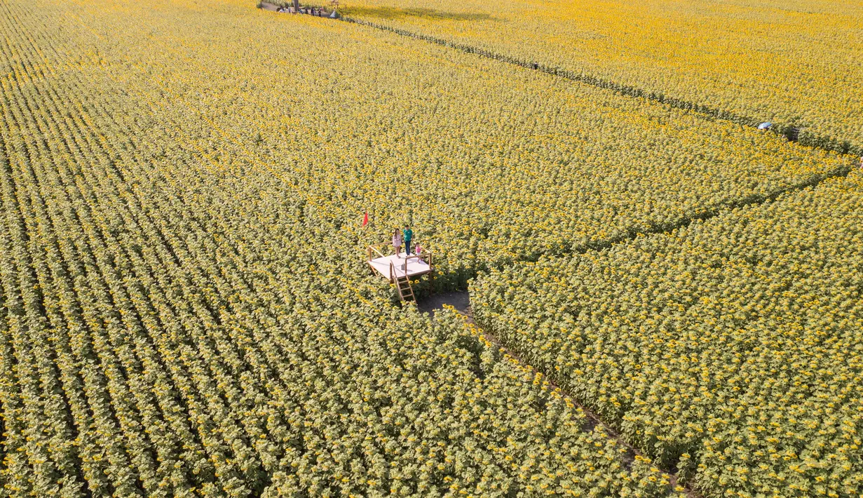 Foto dari udara ini menunjukkan sebuah ladang bunga matahari di Provinsi Lopburi, Thailand, pada 14 Desember 2020. Provinsi Lopburi memiliki ladang-ladang bunga matahari terbesar di Thailand yang bermekaran pada November hingga Januari. (Xinhua/Zhang Keren)