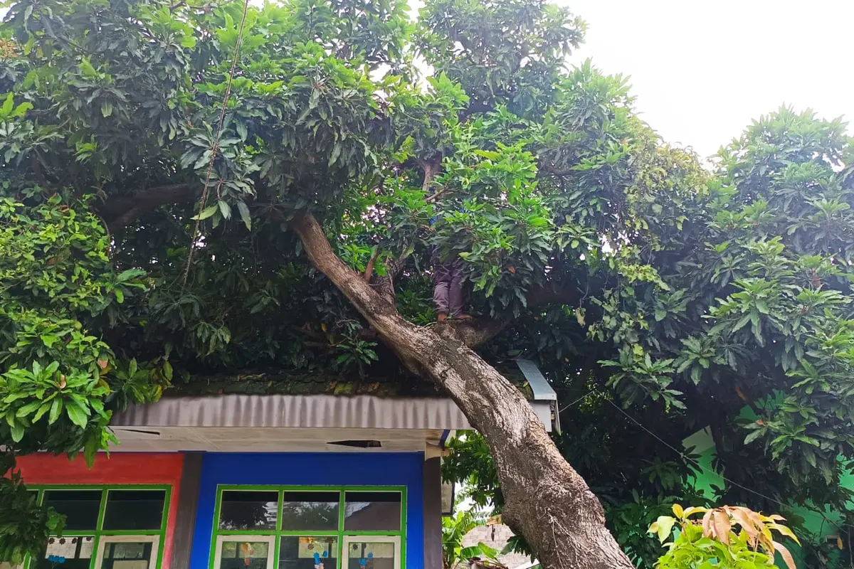 Pohon Tumbang Timpa Rumah di Situbondo.