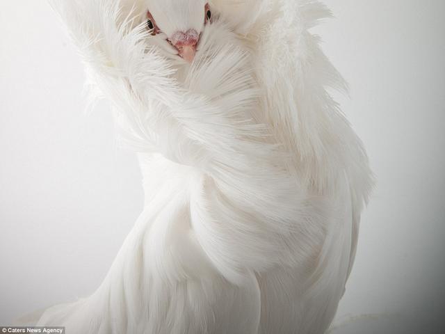 10 Burung Merpati Hias Yang Memanjakan Mata Lifestyle Fimela Com