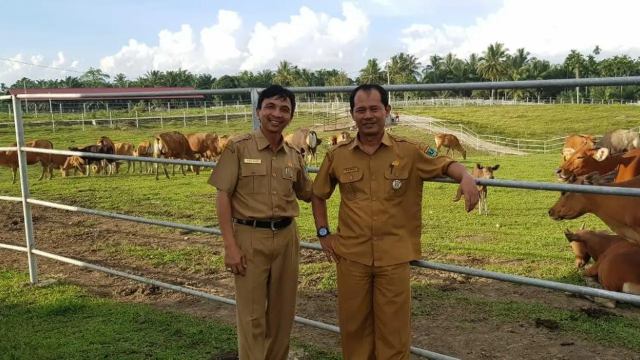 Peternakan Sapi Air Runding, Pasaman Barat. (Liputan6.com/ ist)