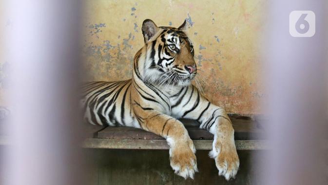 TMR Pastikan Tak Ada Satwa di Ragunan Selain Hari dan Tino Terpapar Covid-19 - Vimarsana News
