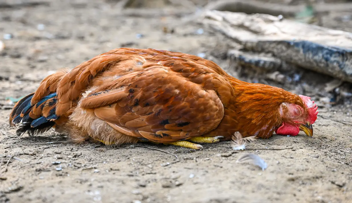 Seekor ayam tidur di peternakan unggas di Temerloh, Pahang, Malaysia, Selasa (31/5/2022). Perdana Menteri Malaysia Ismail Sabri Yaakob mengatakan pada 23 Mei, Malaysia akan menghentikan ekspor 3,6 juta ayam sebulan mulai 1 Juni dan seterusnya di tengah melonjaknya harga dan kekhawatiran pasokan. (Mohd RASFAN/AFP)