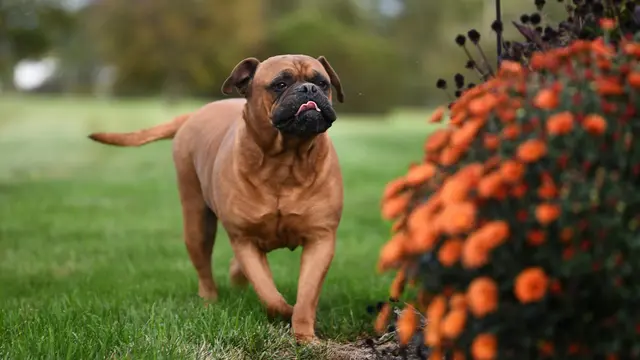 Bullmastiff