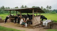 10 Usaha Ternak Harian yang Hasilnya Bisa Dijual ke Warung, Kerap Laku Keras