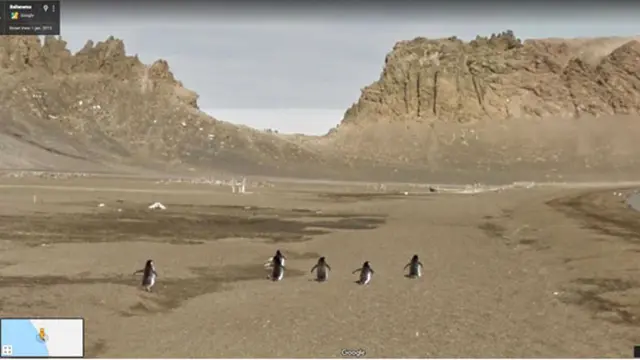 7 Foto Kocak Hewan Tertangkap Kamera Google Street View