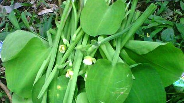 11 Resep Sayur Genjer yang Melegenda Sejak Zaman 