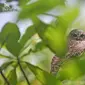 Burung Pungguk Sumba. (Foto: Burung Indonesia)