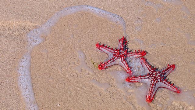 Ilustrasi bintang laut