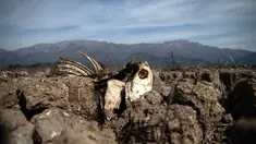 Bangkai sapi terlihat di Danau Aculeo Lagoon yang mengering, Paine, Chile, Jumat (23/8/2019). Menurut Menteri Pertanian Chile Antonio Walker, 2019 adalah salah satu kekeringan terburuk yang dihadapi negara tersebut dalam enam dekade terakhir. (AP Photo/Esteban Felix)