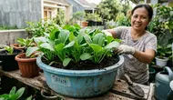 Cara Menanam Sawi di Baskom Bekas Tumbuh Subur, Solusi Panen Sayur Segar di Rumah