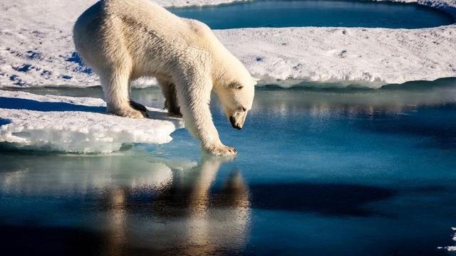 Ilustrasi beruang kutub (AFP/Mario Hoppman)