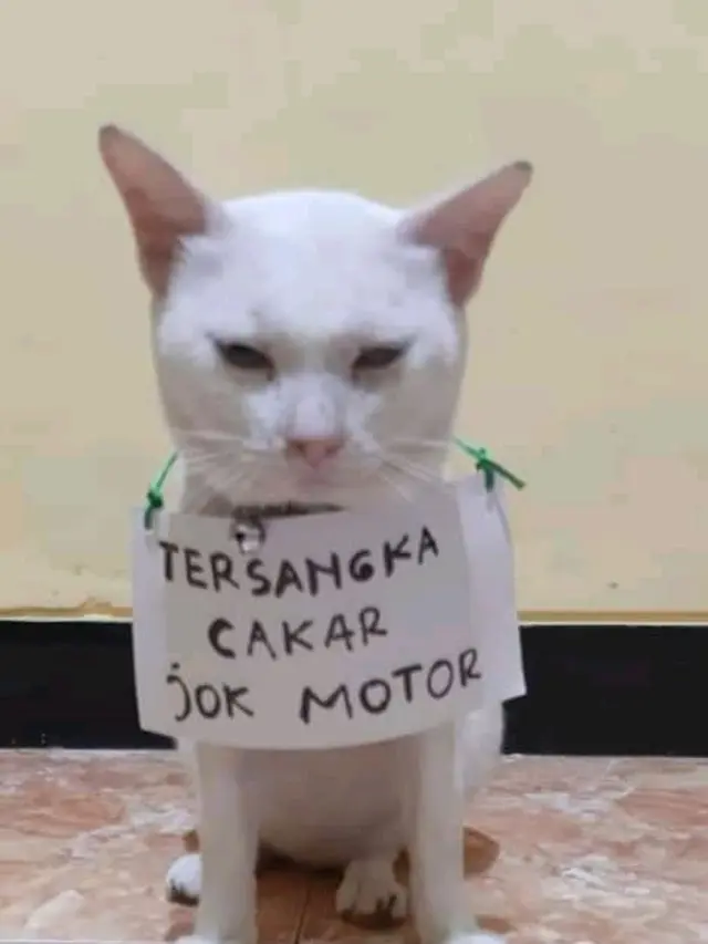6 Potret Kocak Kucing Saat Bikin Ulah, Buat Majikannya Kesal