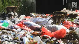 Gerombolan monyet liar melintasi tumpukan sampah di pasar Ciampea Baru,Bogor Selasa (07/08). Monyet tersebut berasal dari tebing kapur Ciampea. (Merdeka.com/Arie Basuki)