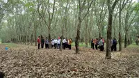 Lahan karet di Kabupaten Banyuasin Sumatera Selatan (Sumsel) (Dok. Humas Pemprov Sumsel / Nefri Inge)